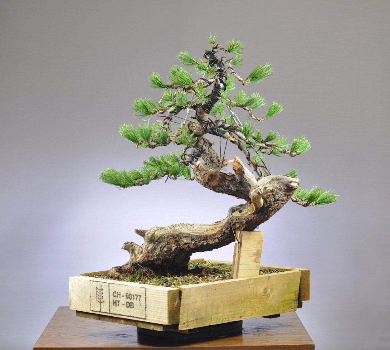 Экстракт листья гинкго билоба