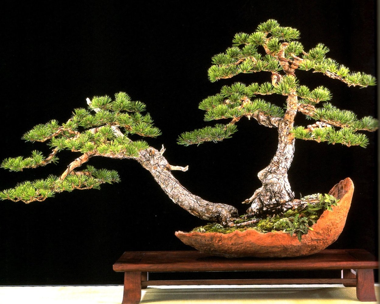 Гинкго бонсай