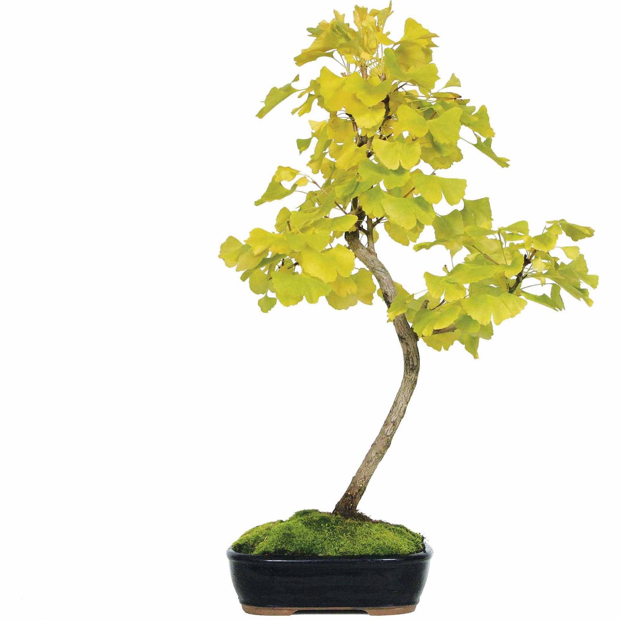 Бонсай из гинкго билоба