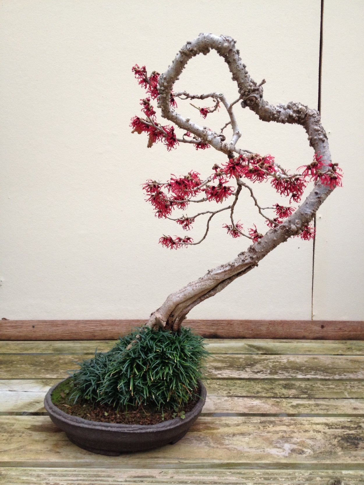 Гинкго билоба дерево бонсай