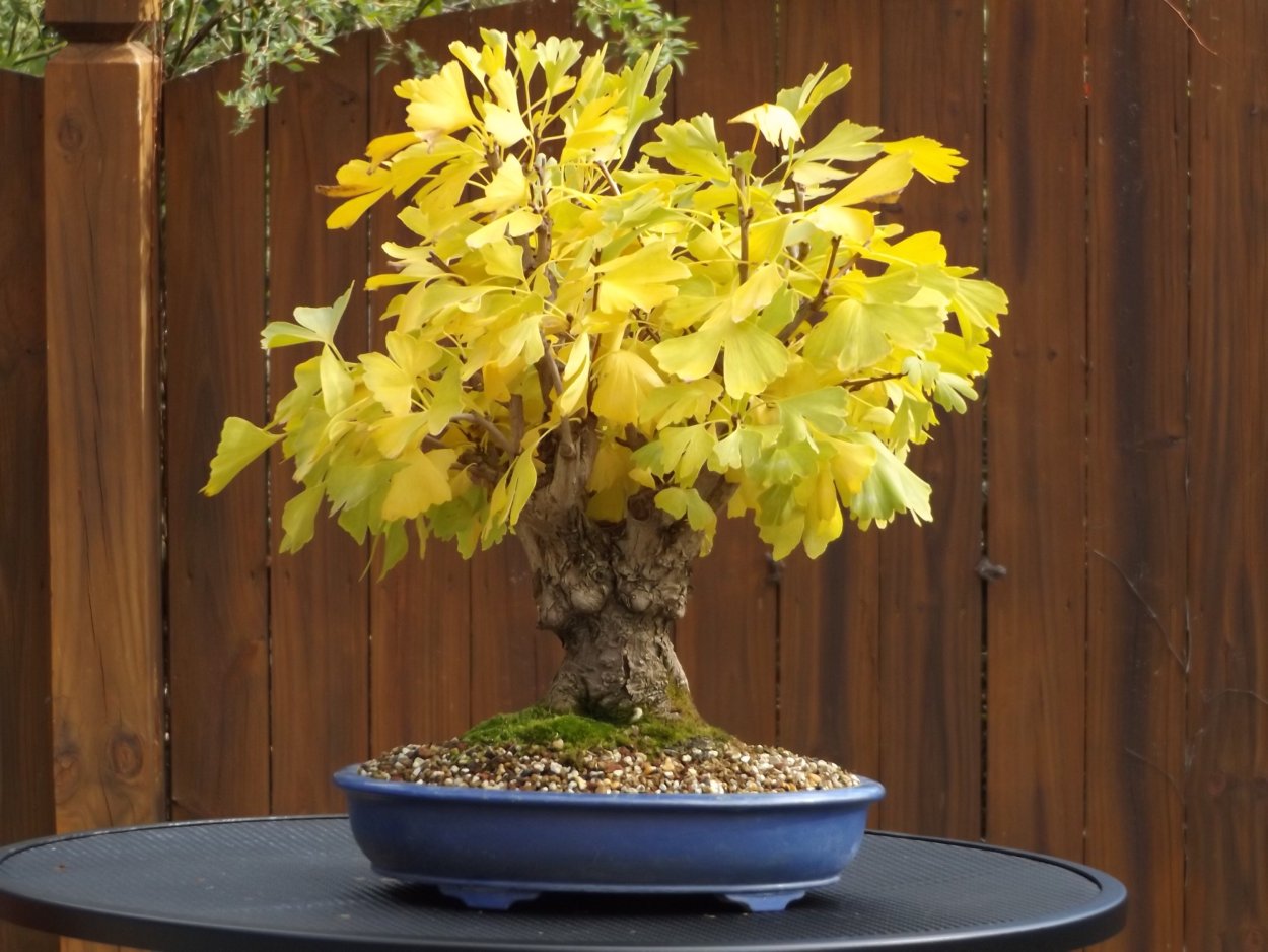 Гинкго двулопастный бонсай в керамике