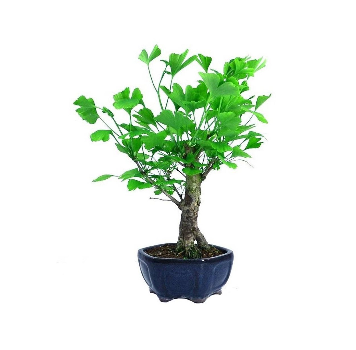 Гинкго билоба бонсай