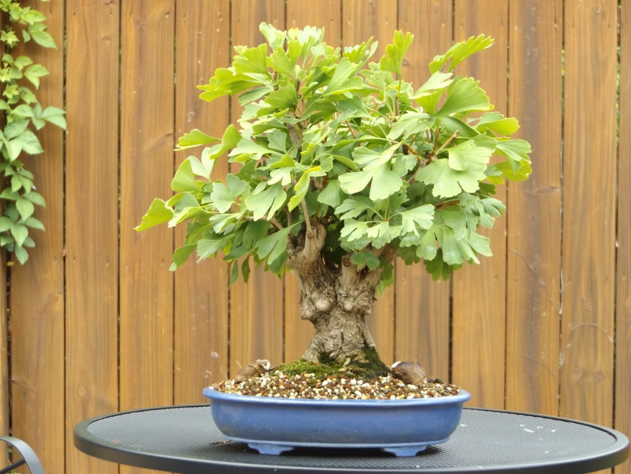 Дерево гинкго бонсай