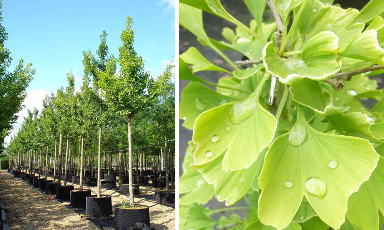 Гинкго двулопастной плод