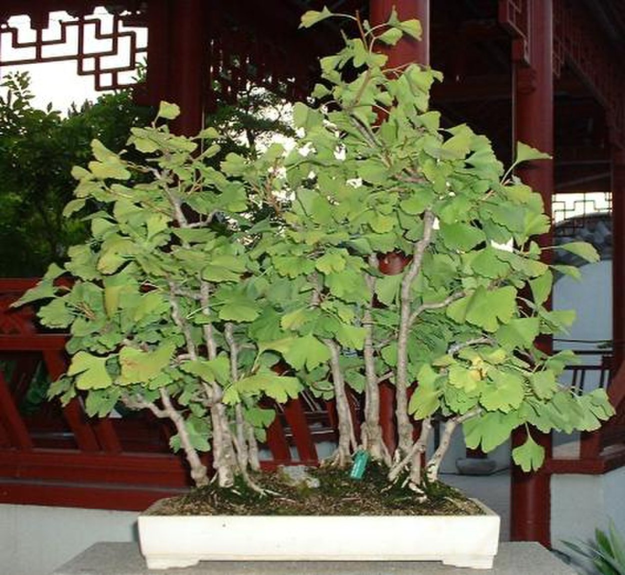 Гинкго билоба производитель Франция