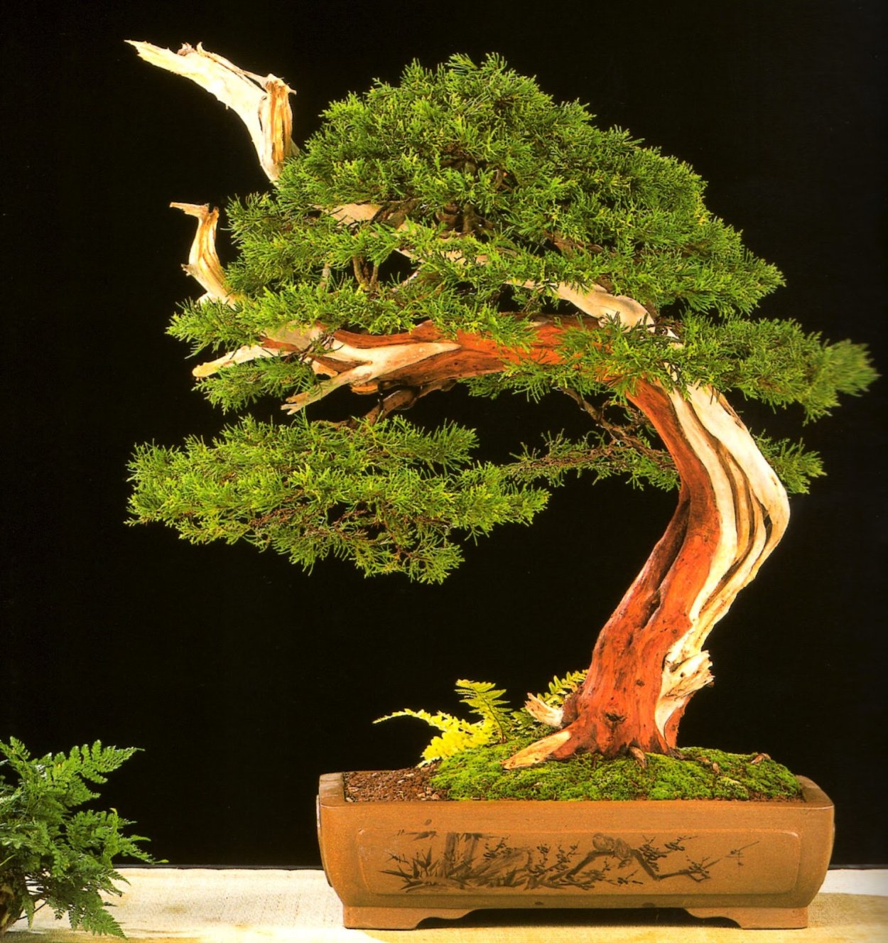 Бонсай фукинагаси гинкго