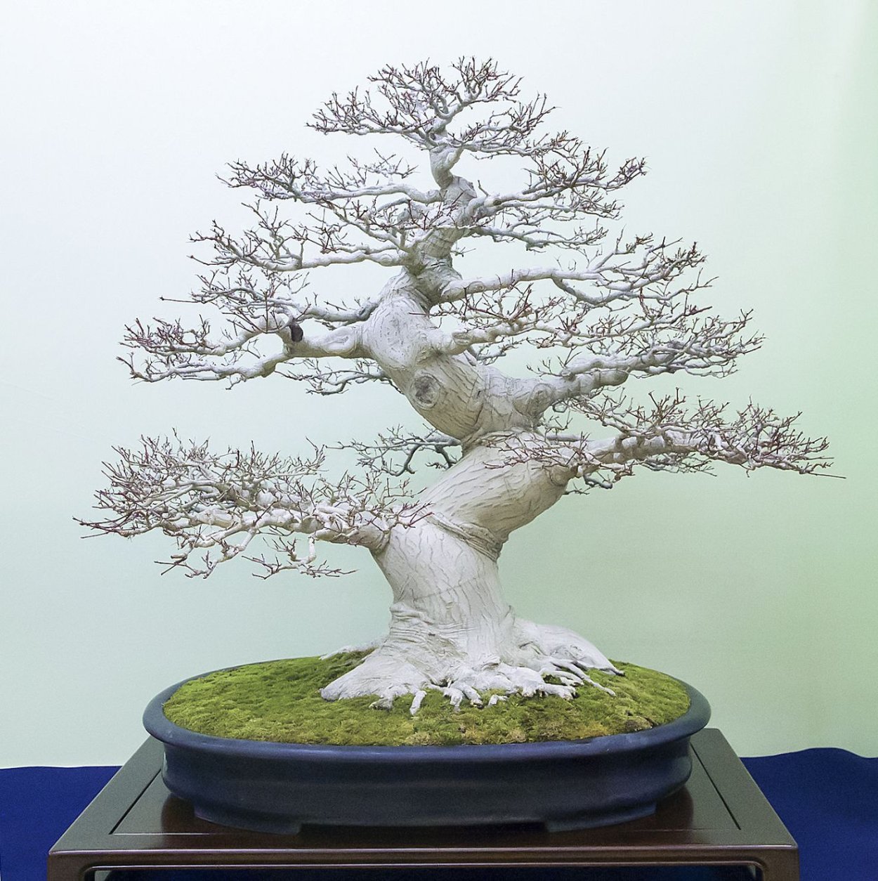 Гинкго билоба в горшке