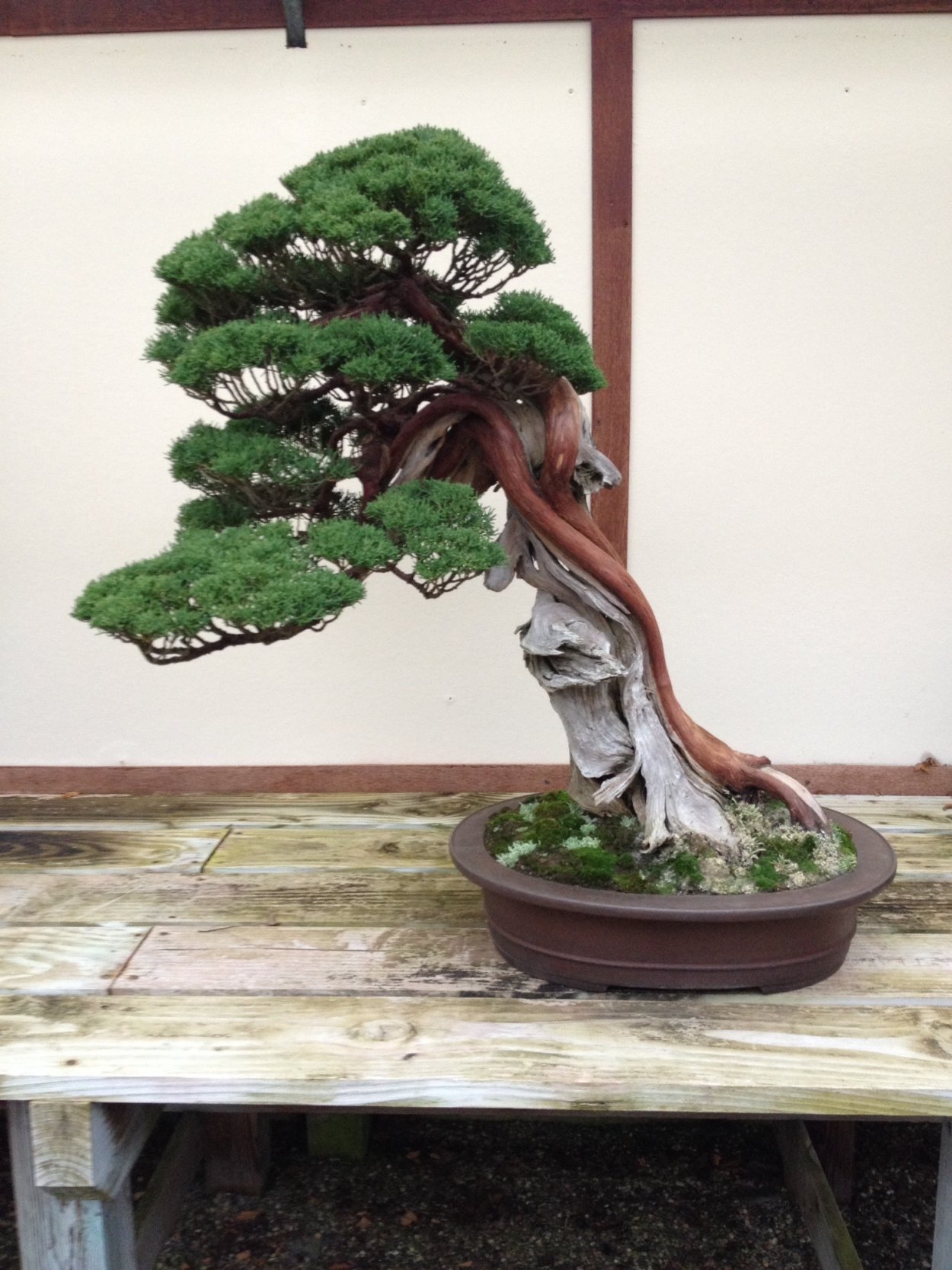 Kokufuten Bonsai Exhibition