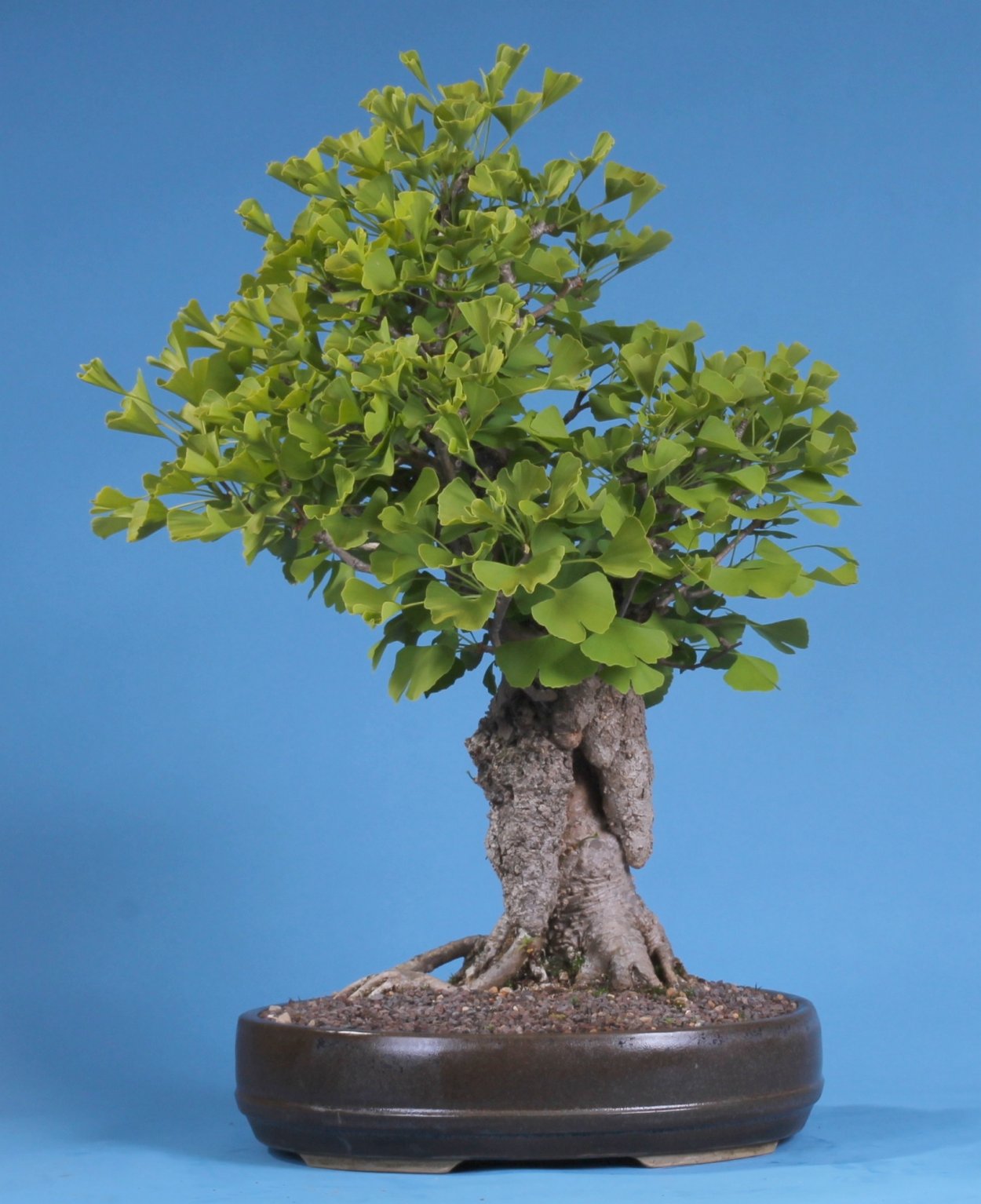 Гинкго билоба дерево бонсай