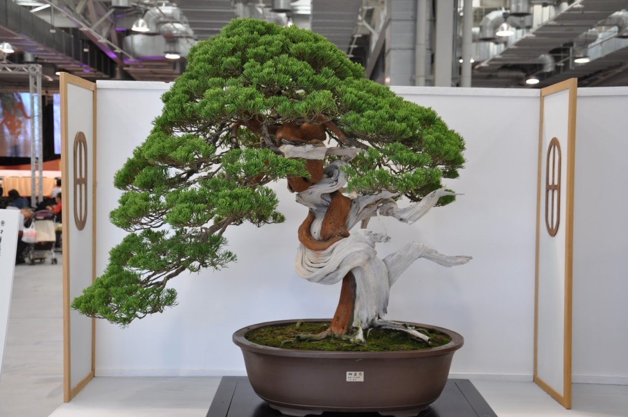 Серебряный гинкго дерево