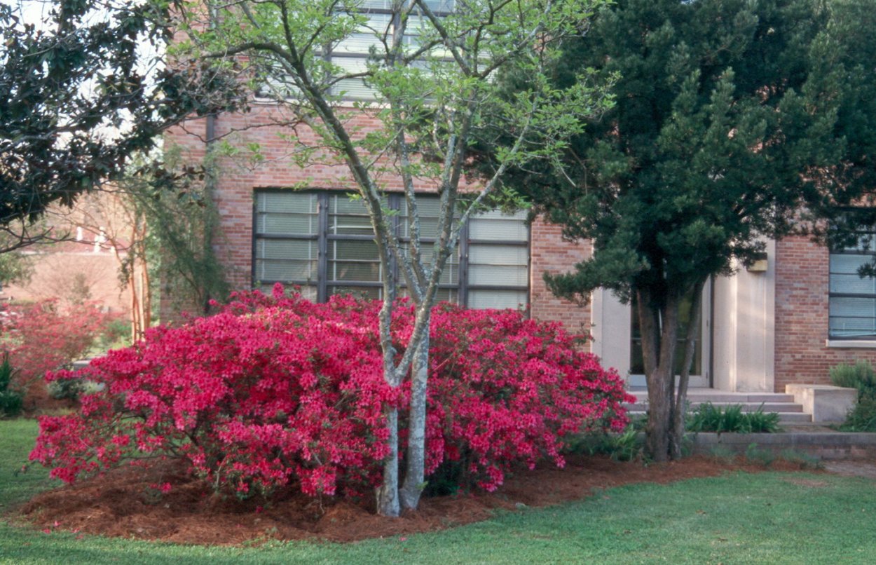 Азалия рододендрон Ландшафтная композиция