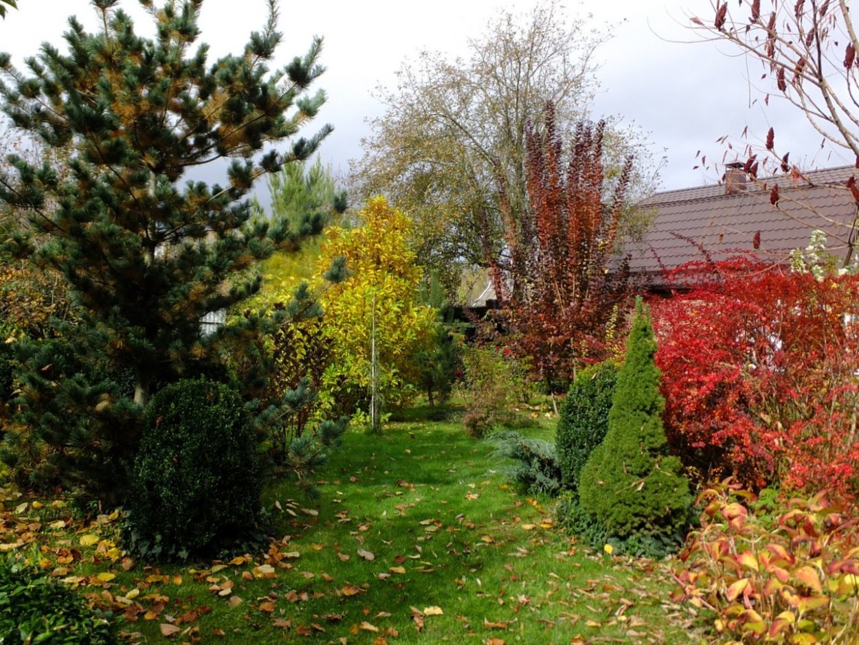 Барбарис скумпия