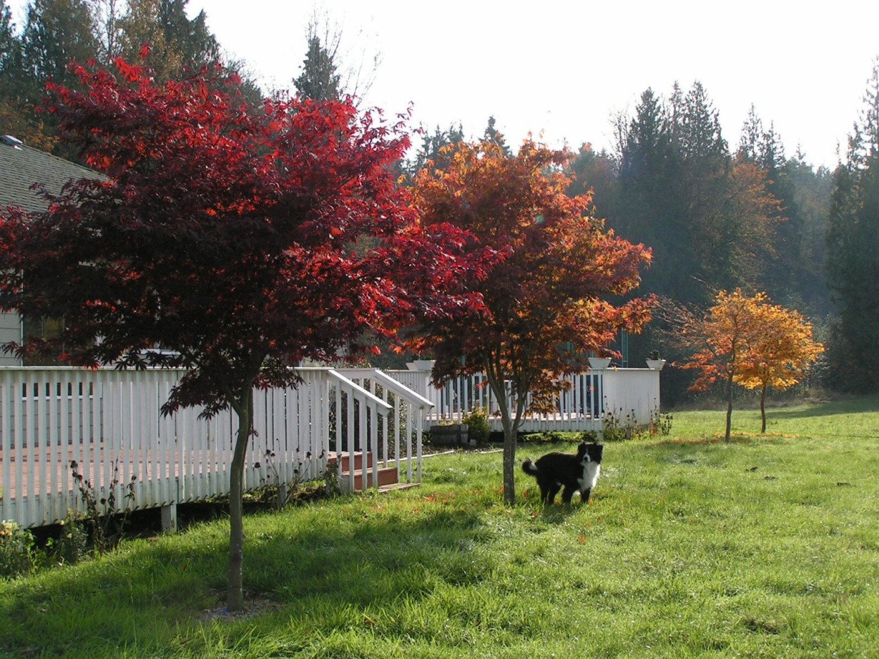 Клен Гиннала на дачном участке