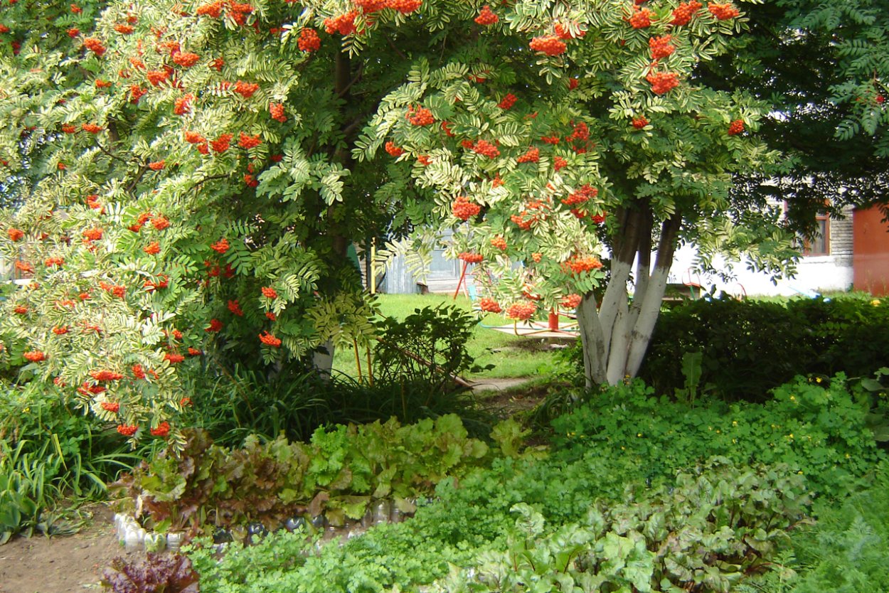 Калина плакучая