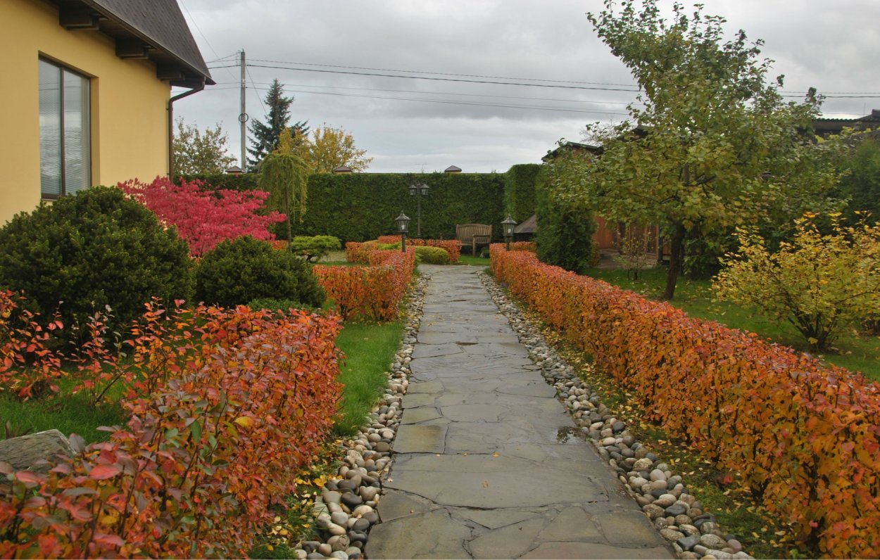 Рябина в ландшафтном дизайне