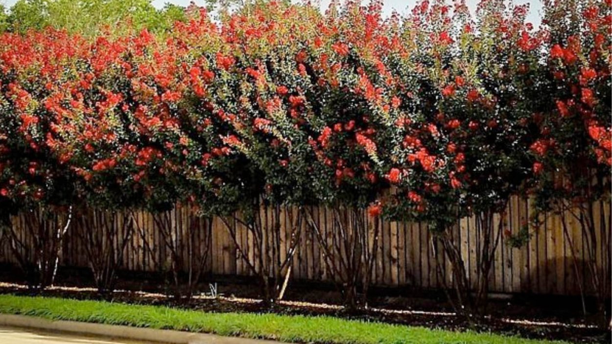 Sorbus aucuparia дерево