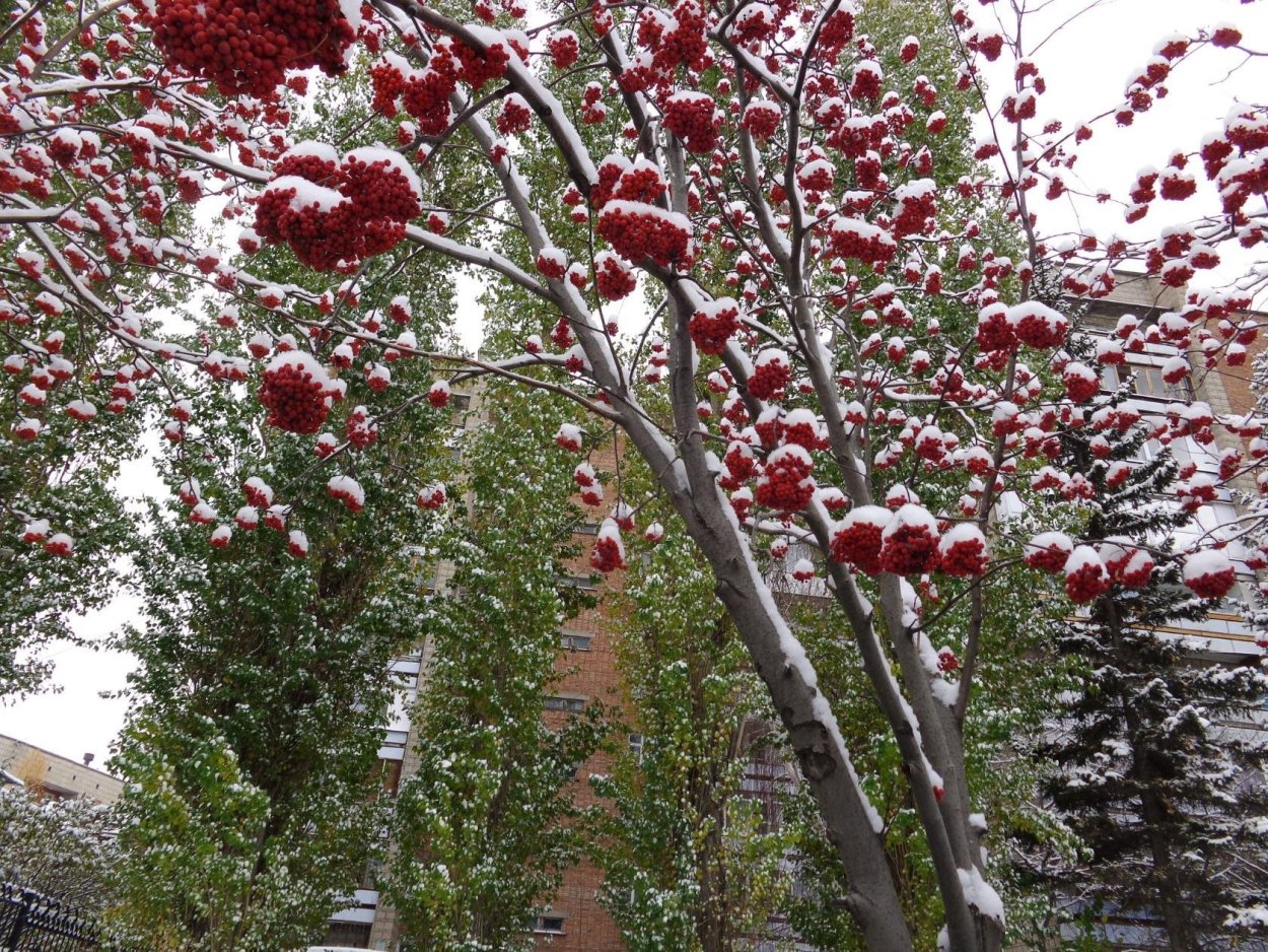 Японский клен Гиннала