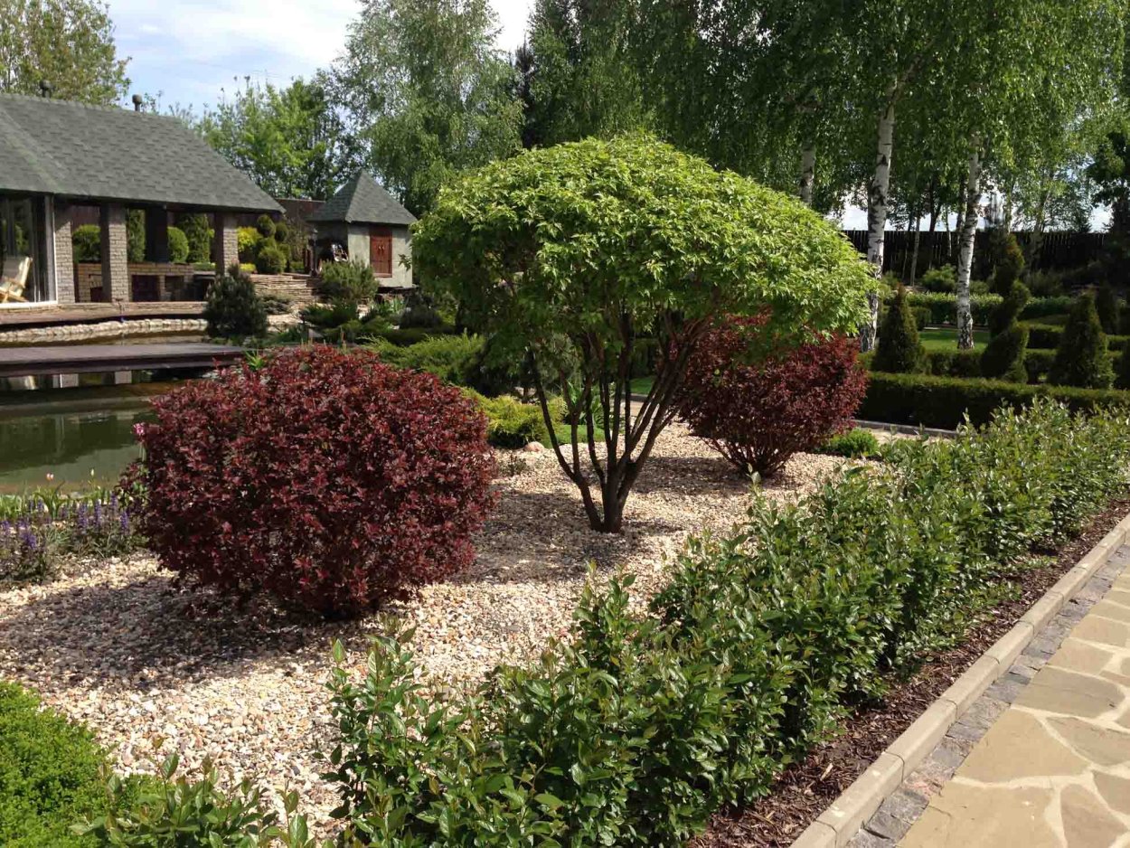 Калина, пузыреплодник, Барбарис