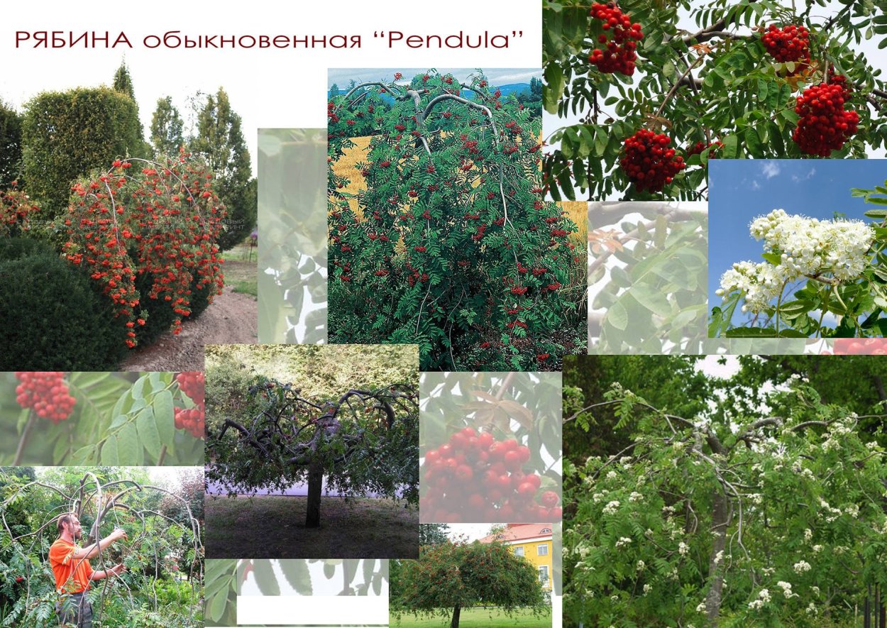 Рябина обыкновенная дерево зимой