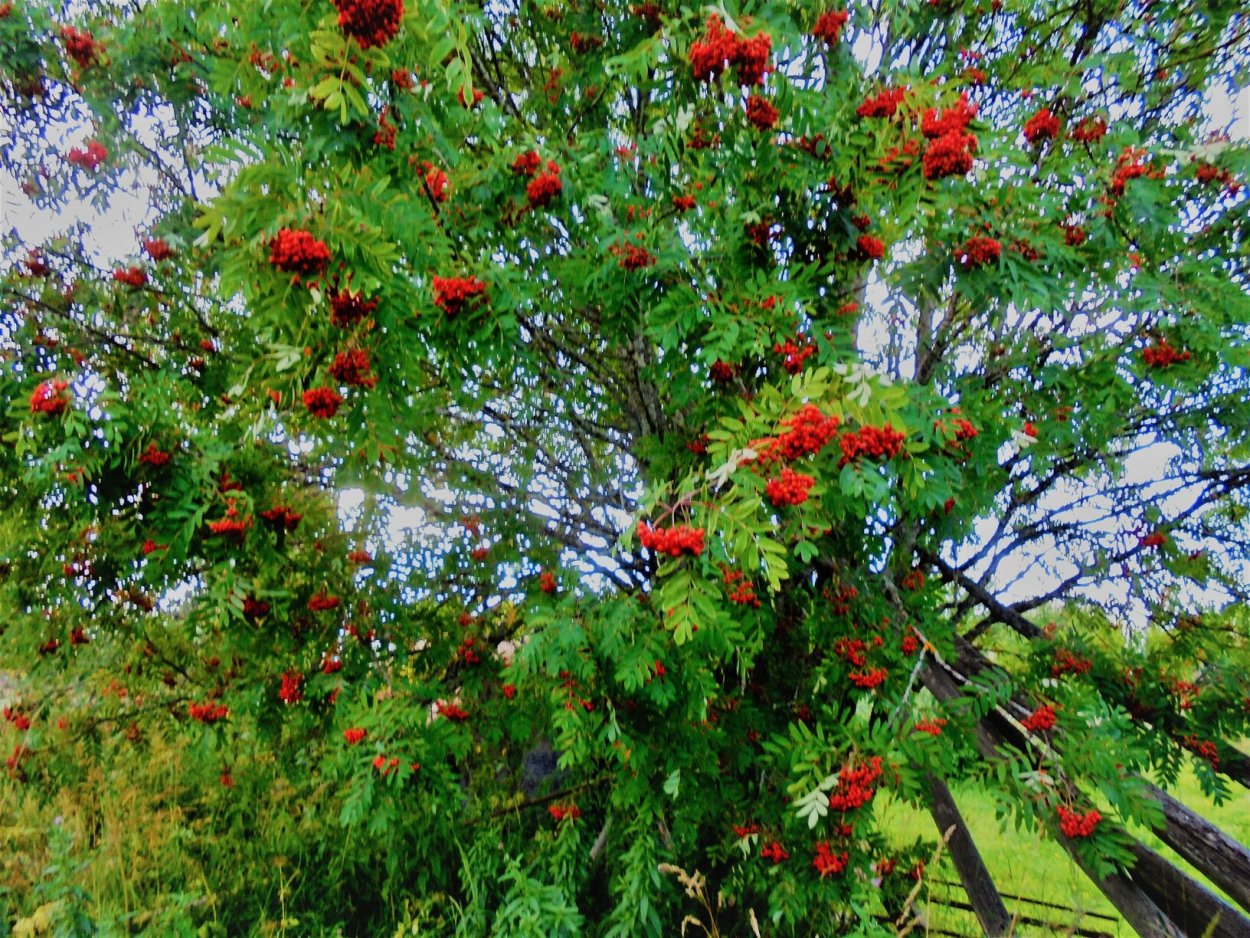 Рябина Гранатная Пендула