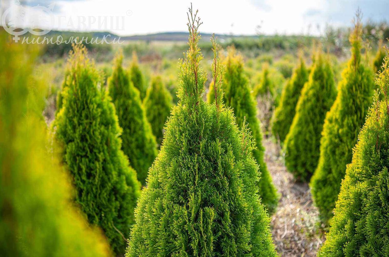 Туя Смарагд,можжевельник казацкий,Горная сосна-клумба