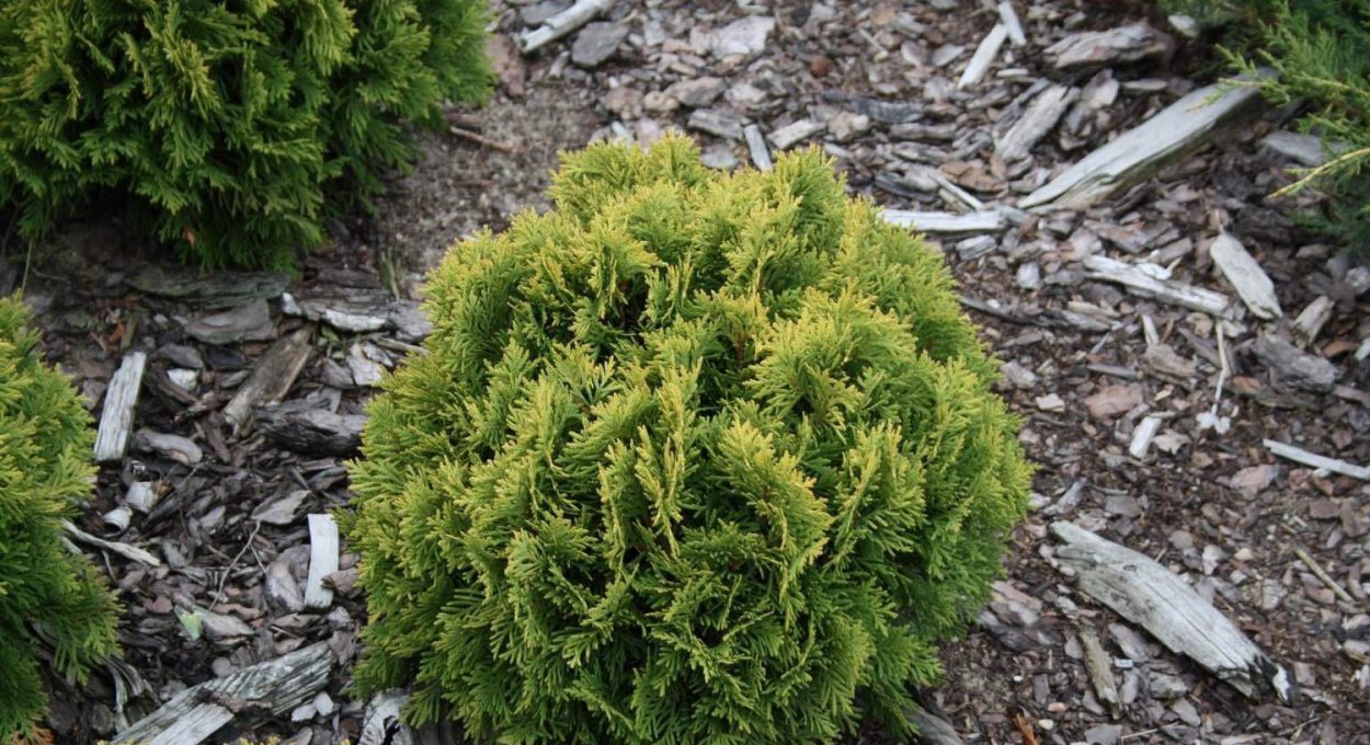 Туя Западная Грин ЭГГ