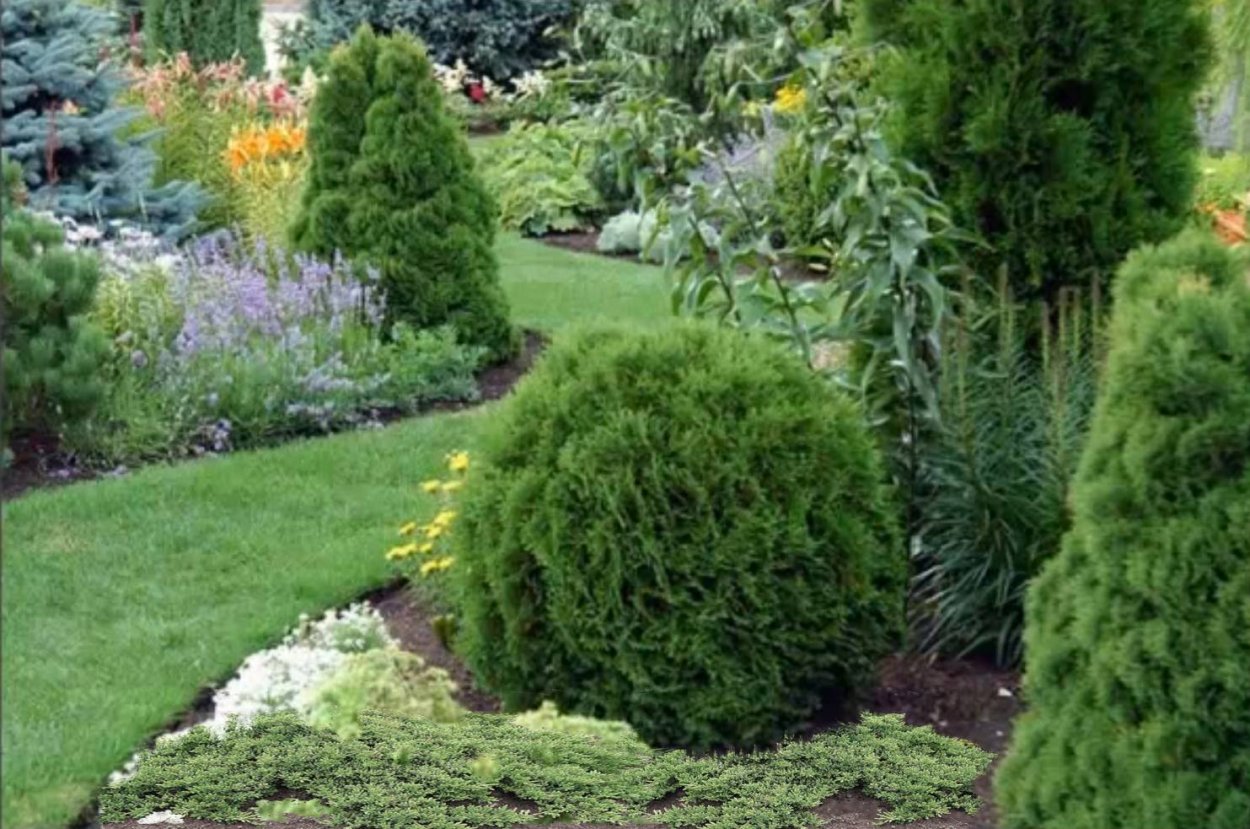 Туя Западная Литтл Джайнт