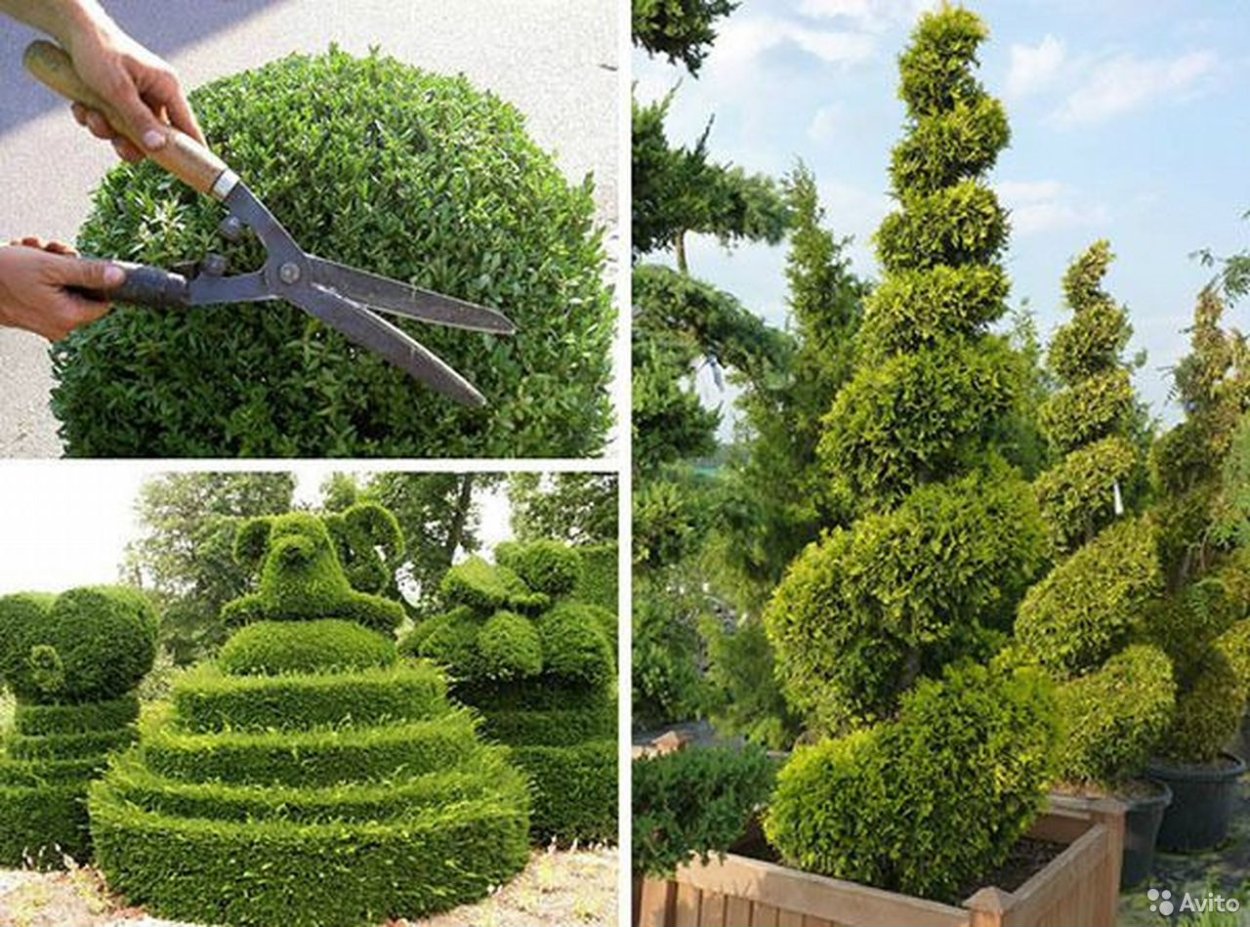 Хвойники Барбарис спирея