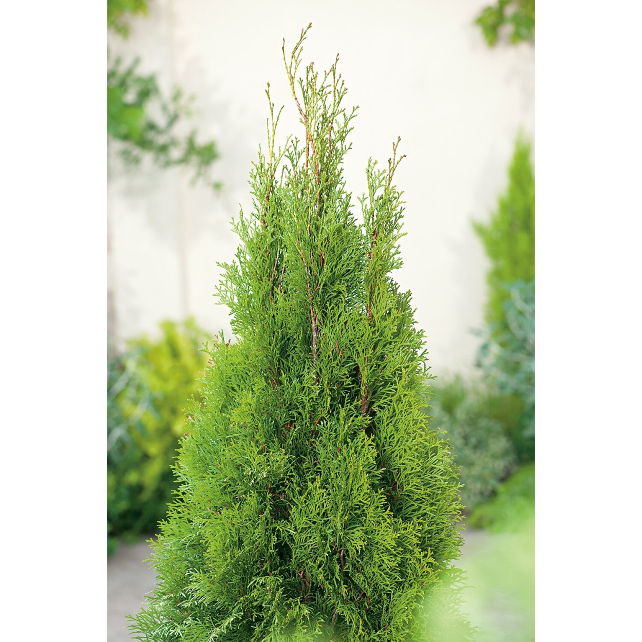 Туя Колумна Смарагд