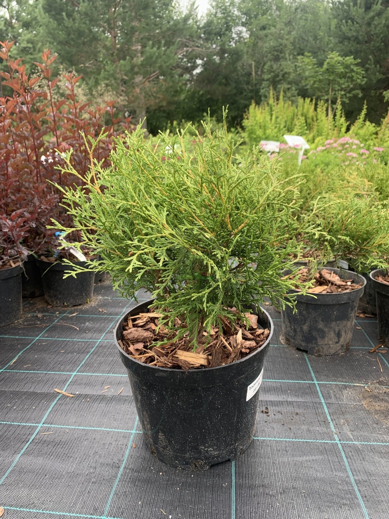 Ландшафтная композиция с елью сербской