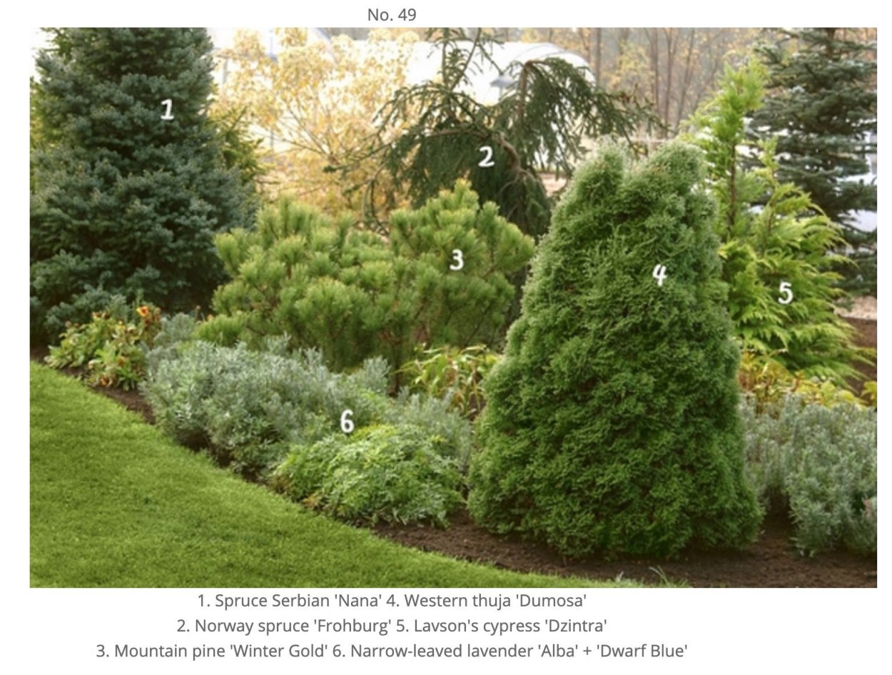 Туя вересковидная