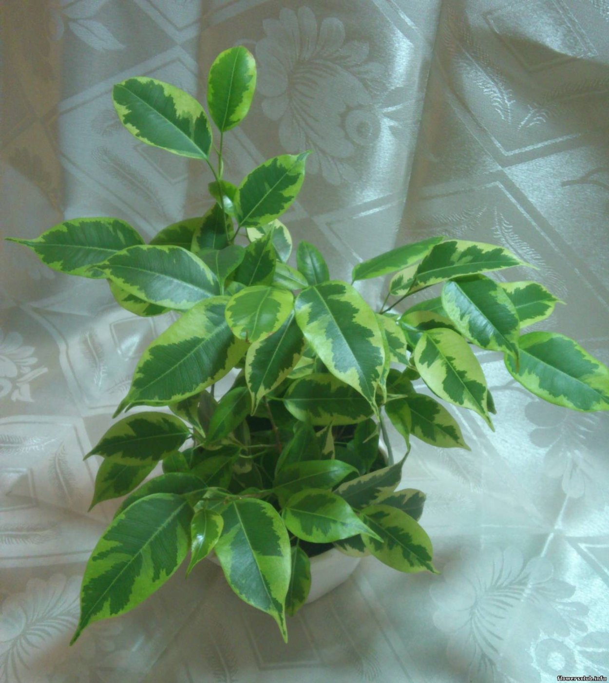 Фикус эластика Мелани (70)