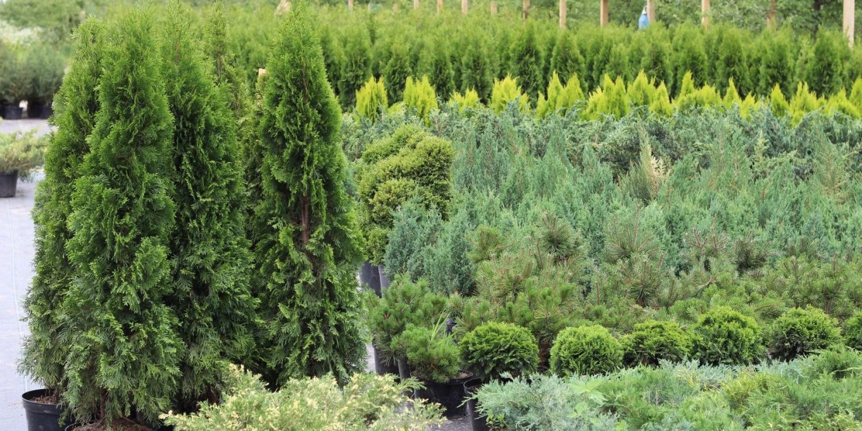 Туя Брабант для арки
