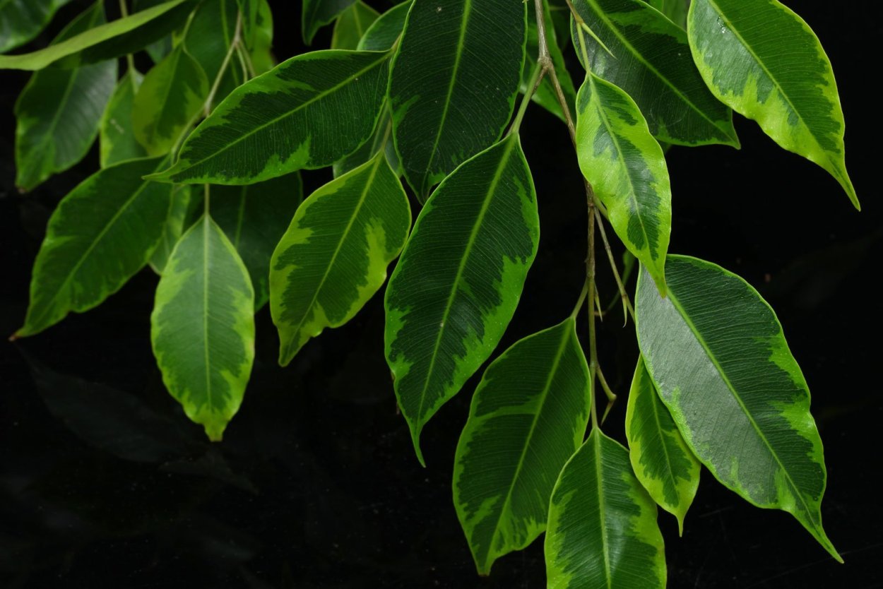 Фикус Бенджамина Регидан