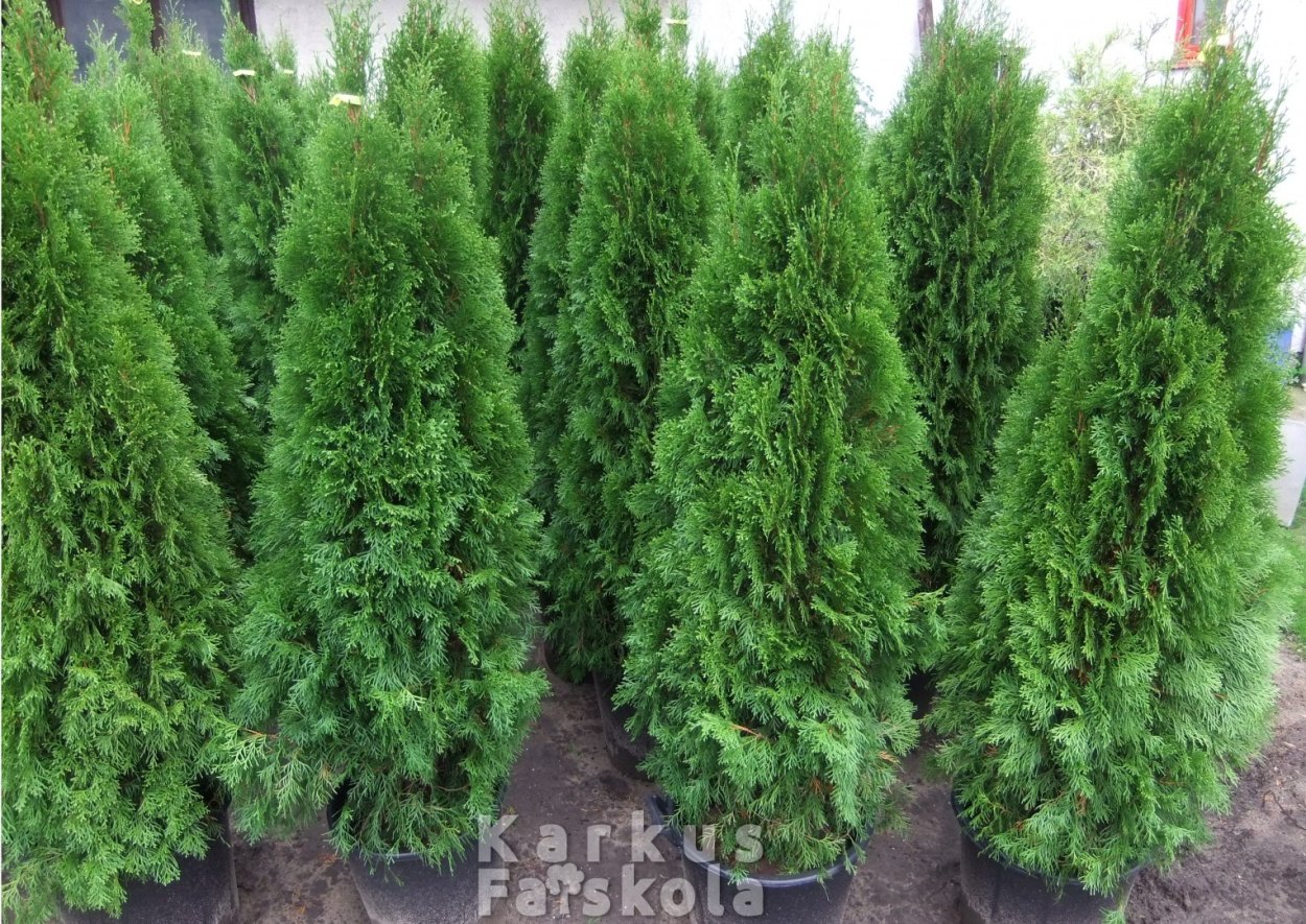 Туя Смарагд и Даника