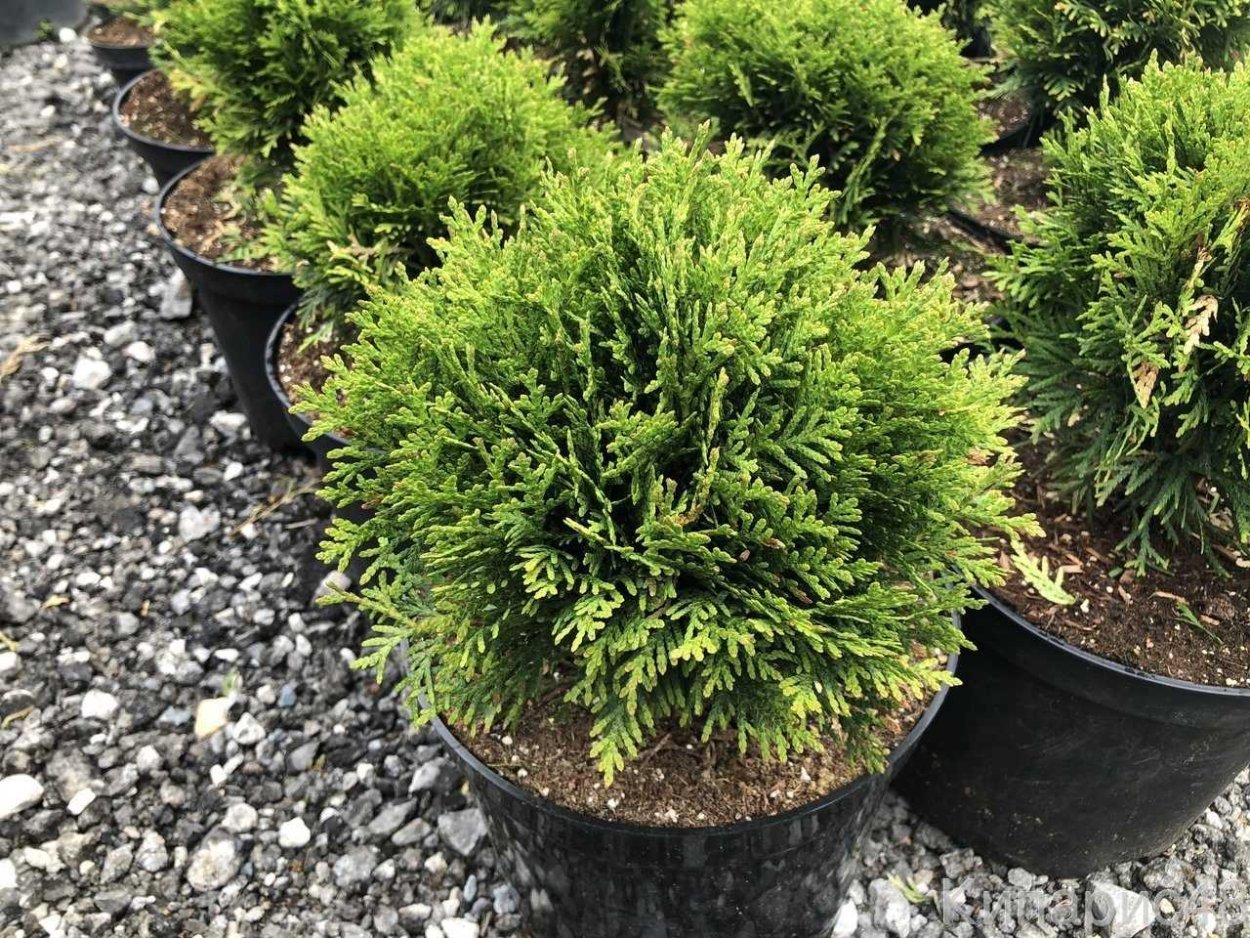 Туя Колумна пожелтела