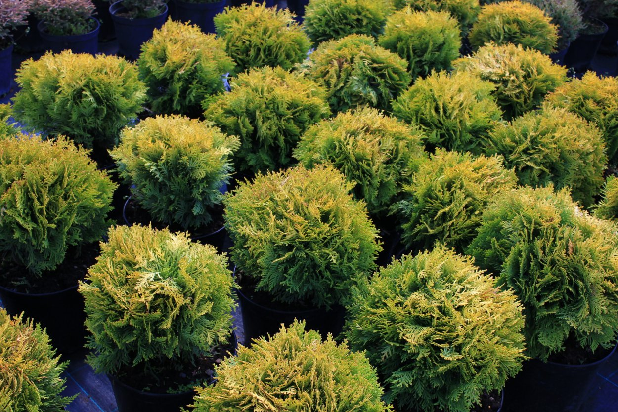 Туя Западная Думоза