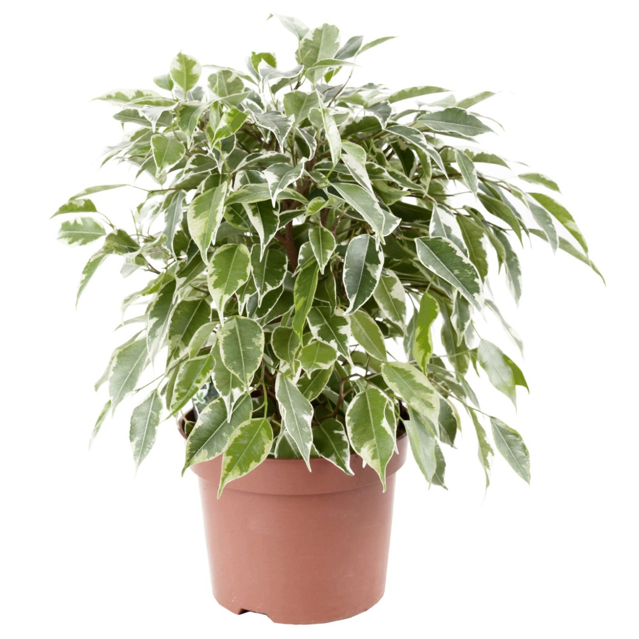 Фикус Эстетика