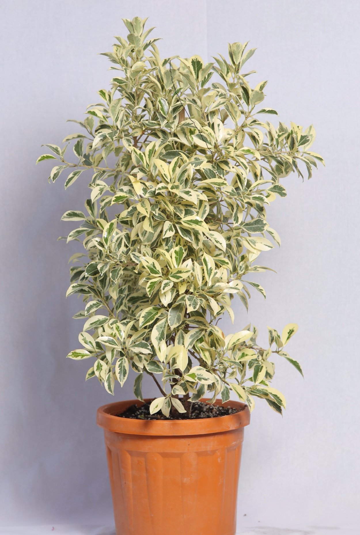 Фикус тёмно-зелёный