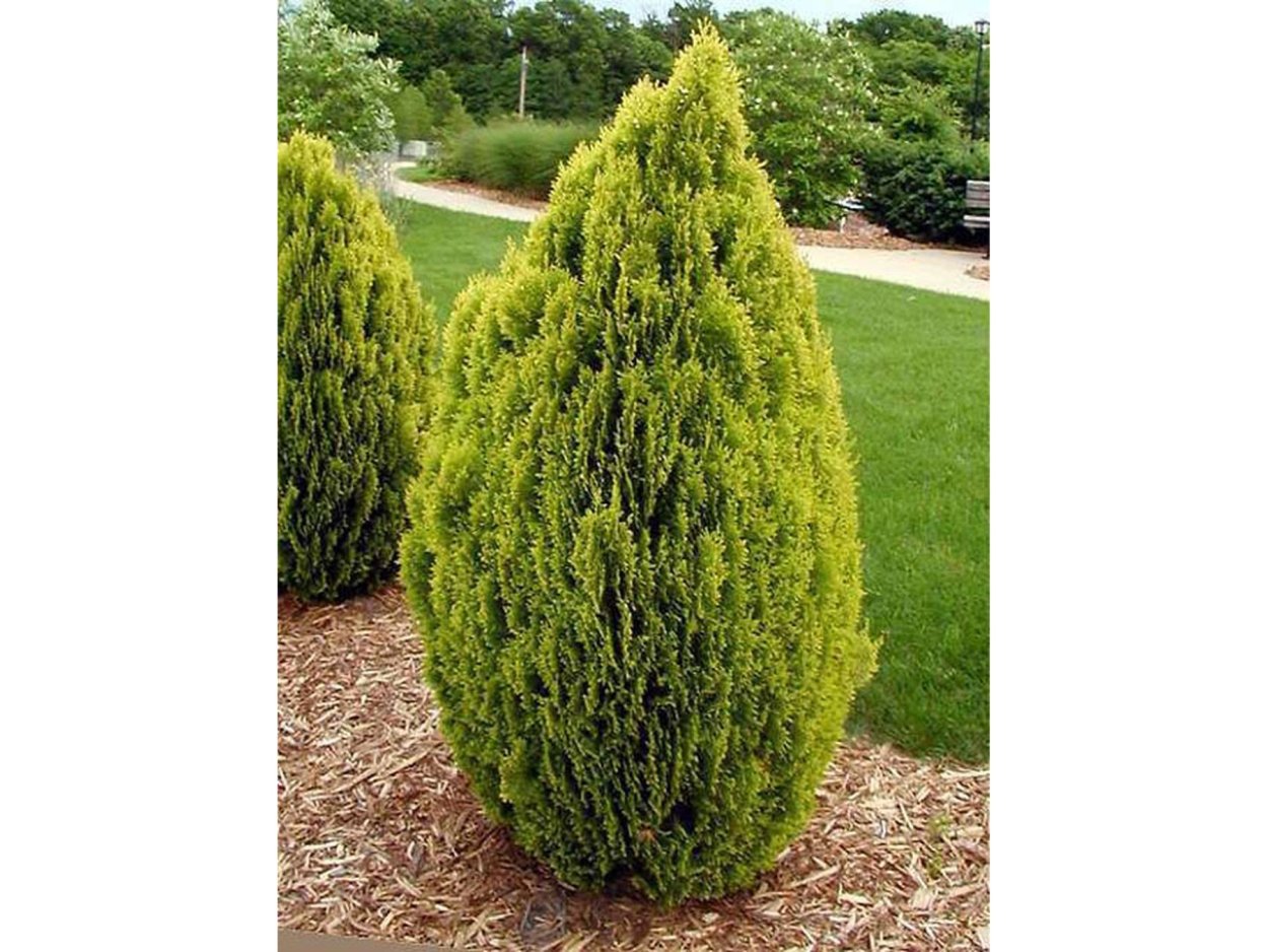 Кипарис *macrocarpa Goldcrest