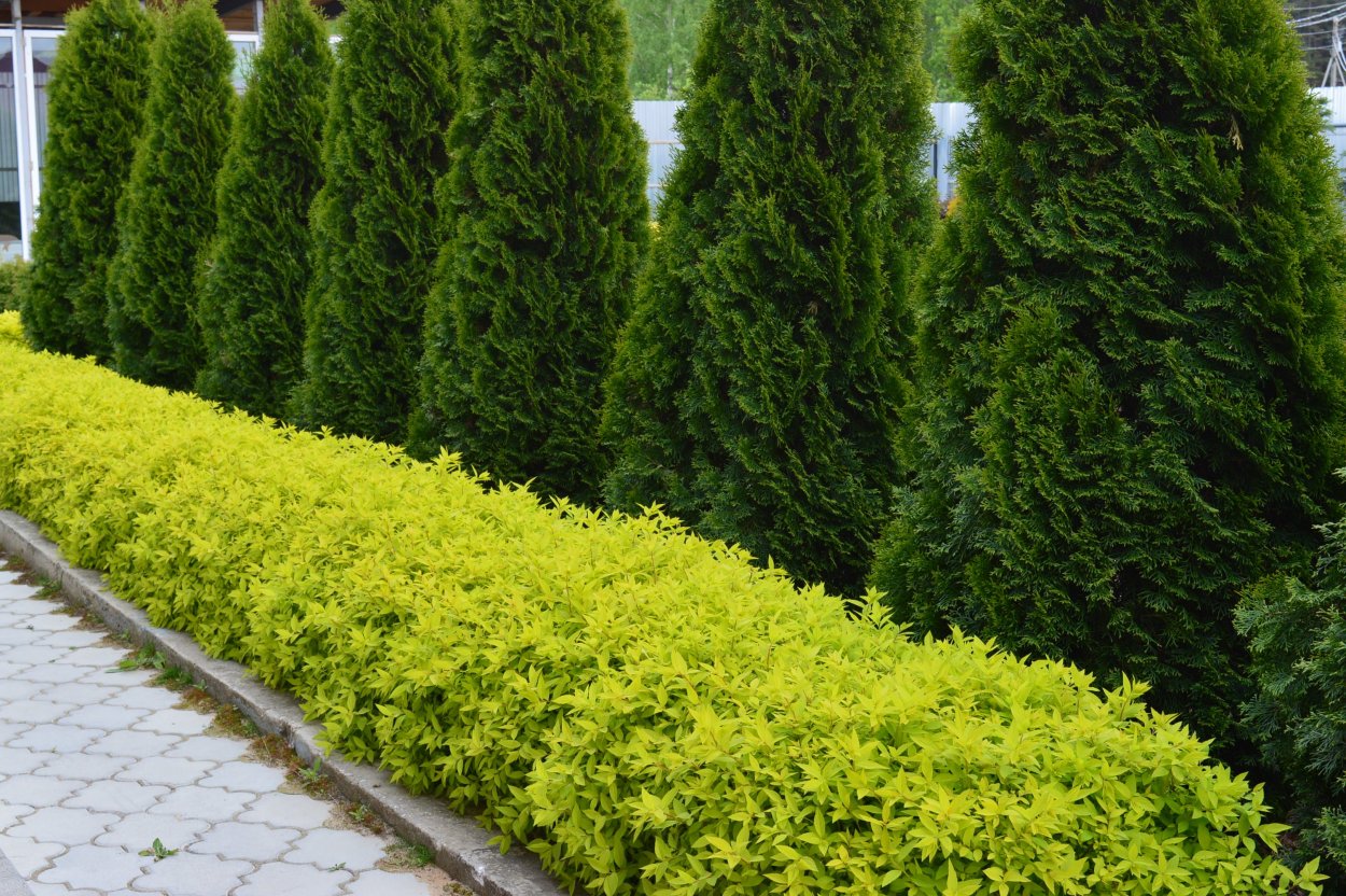 Thuja occidentalis (туя Западная) 'Mirjam