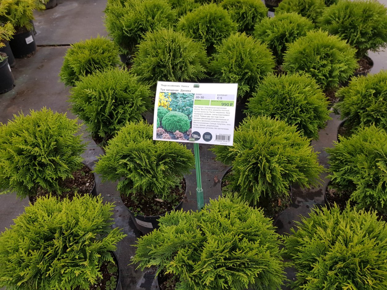 Туя Западная Вудварди