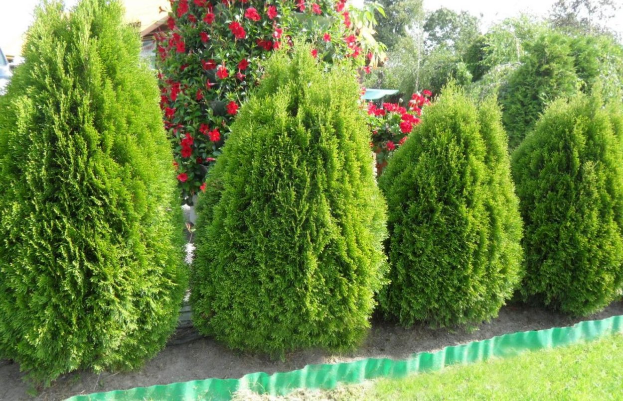 Можжевельник Блю миксбордер