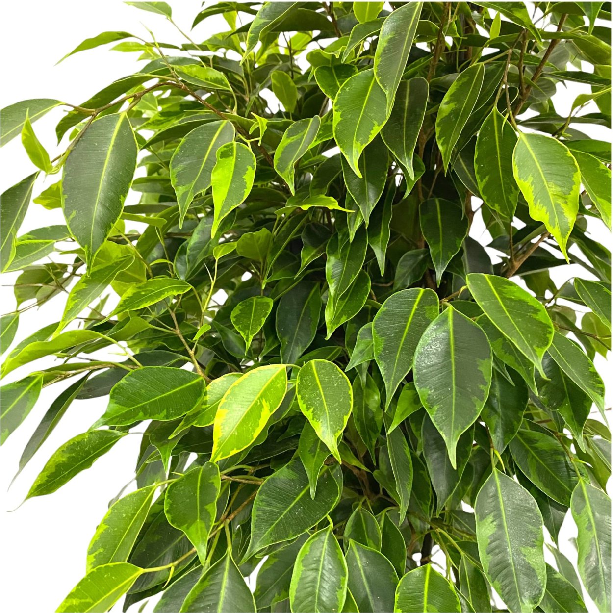 Фикус Анастасия Ficus Anastasia