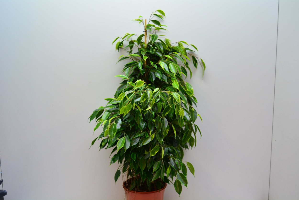 Фикус Бенджамина Анастасия