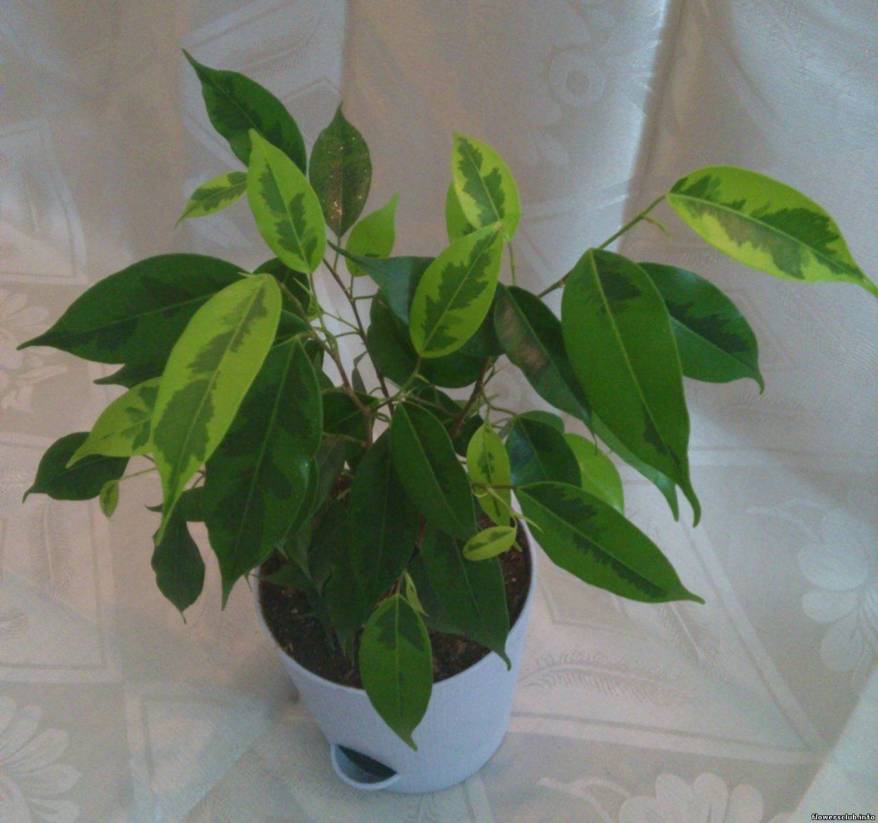 Коллекция фикусов