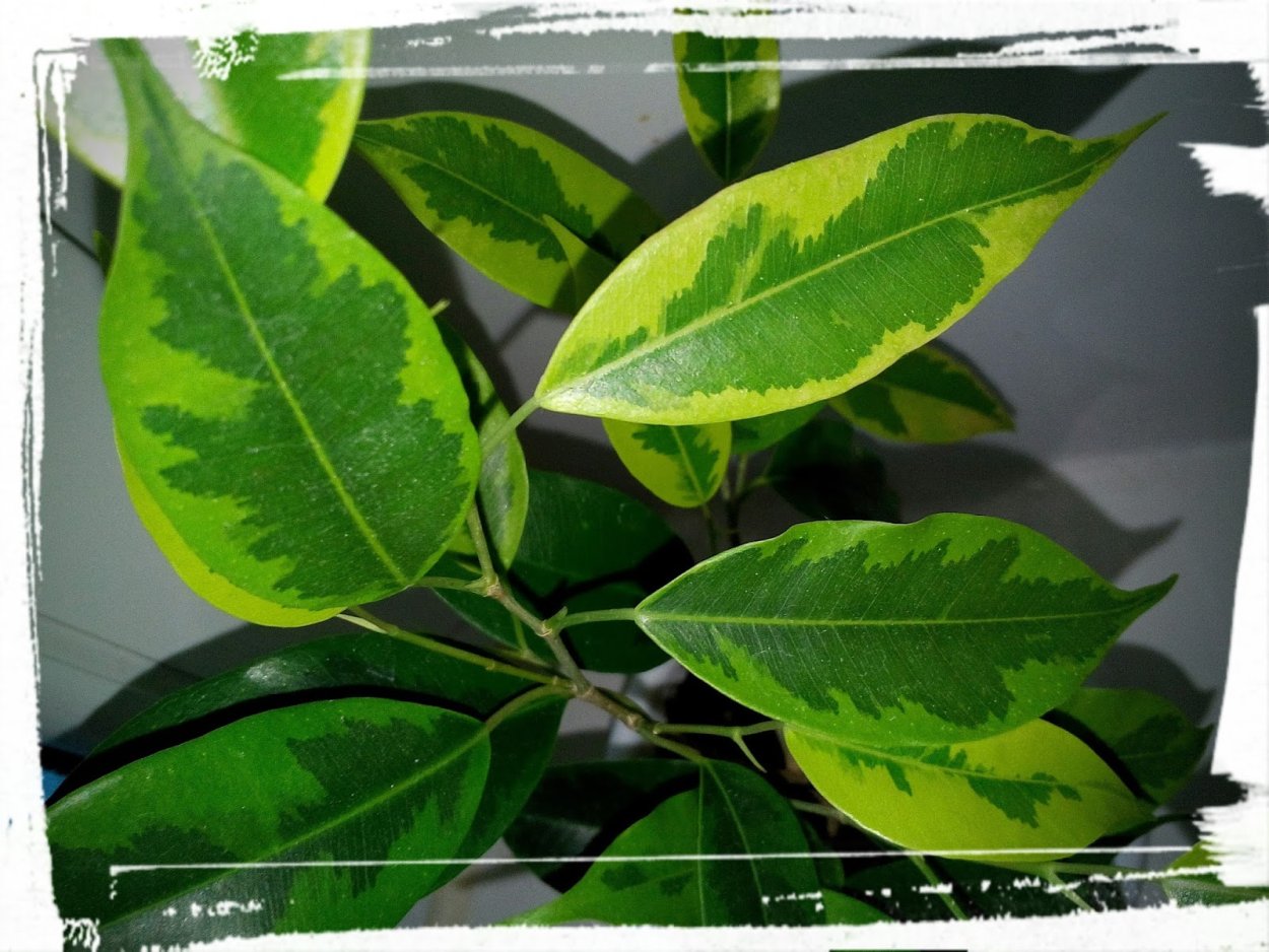 Фикус Бенджамина каучуконосный