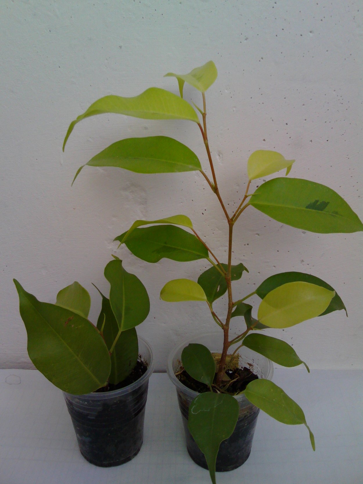 Фикус эластика вариегатный