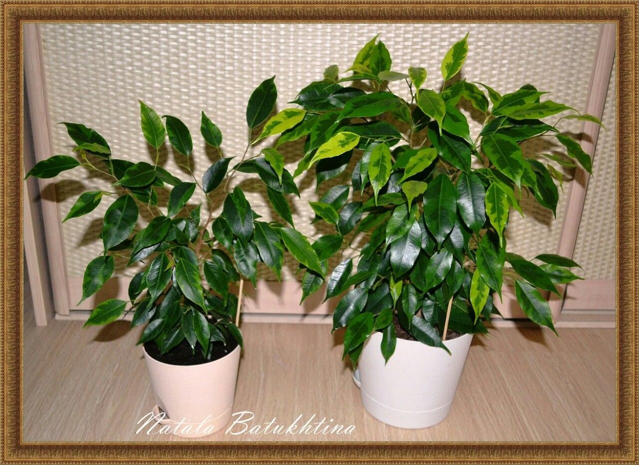 Сорт Регидан фикус Бенджамина