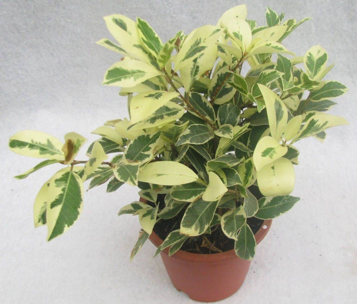 Фикус Бенджамина неон